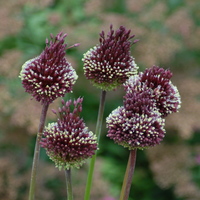 Allium amethystinum 'Red Mohican' Photo: J. Amand